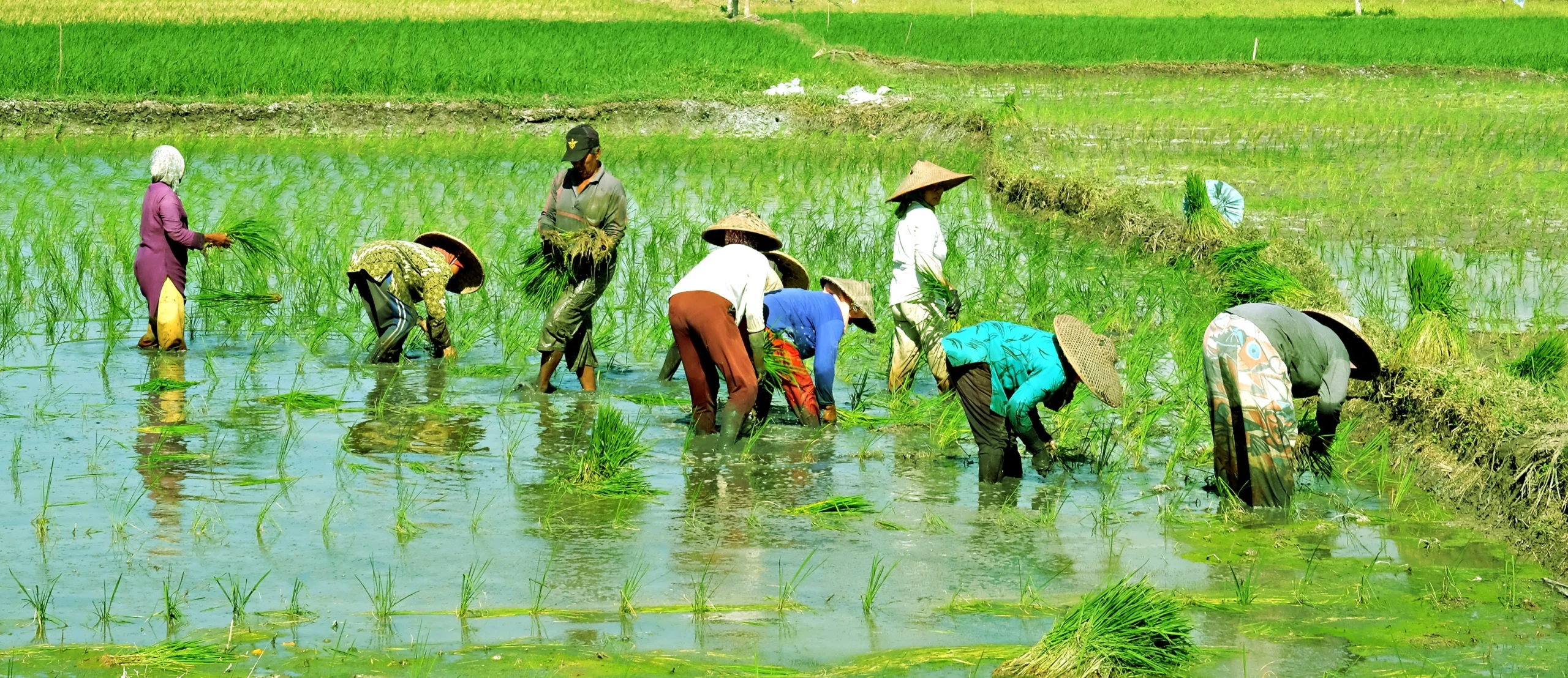Paddy Farming full details in Hindi धान की खेती की पूरी जानकारी हिंदी में