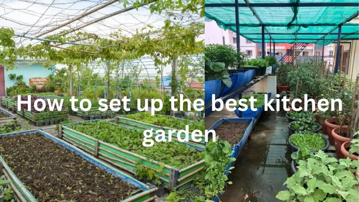 How to set up the best kitchen garden at home in Hindi