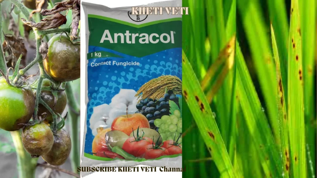 Bayer antracol Fungicide: full Information in Hindi for Superb Fungus Control