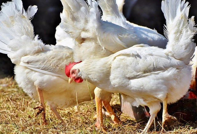 10 best Agribusiness Ideas for rural areas full details in Hindi