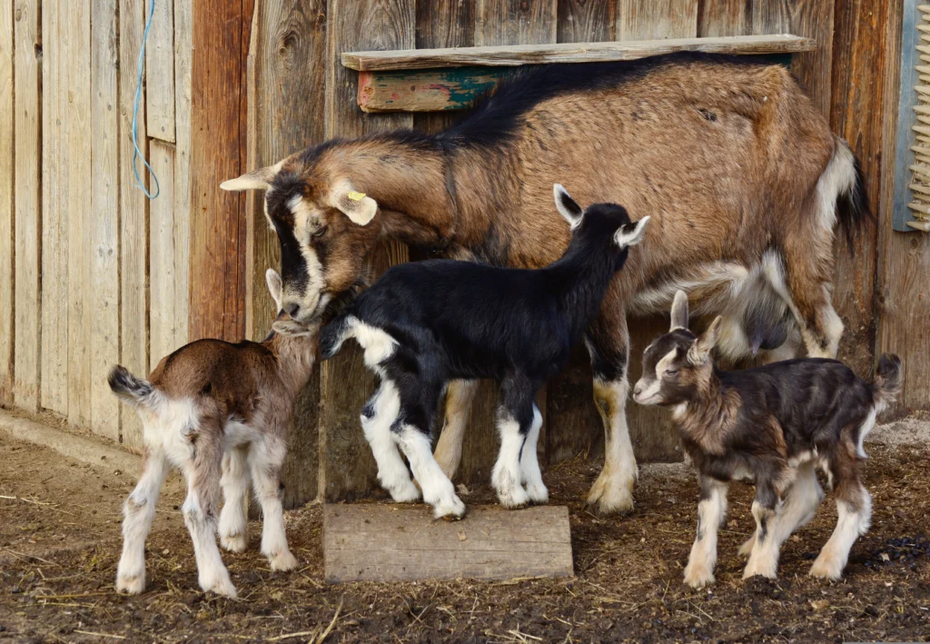 Goat Farming in Hindi: Tips for Success and Common Challenges