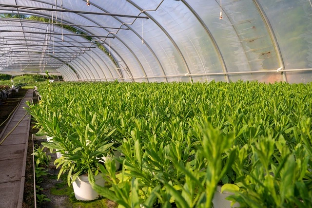10 best Agribusiness Ideas for rural areas full details in Hindi
