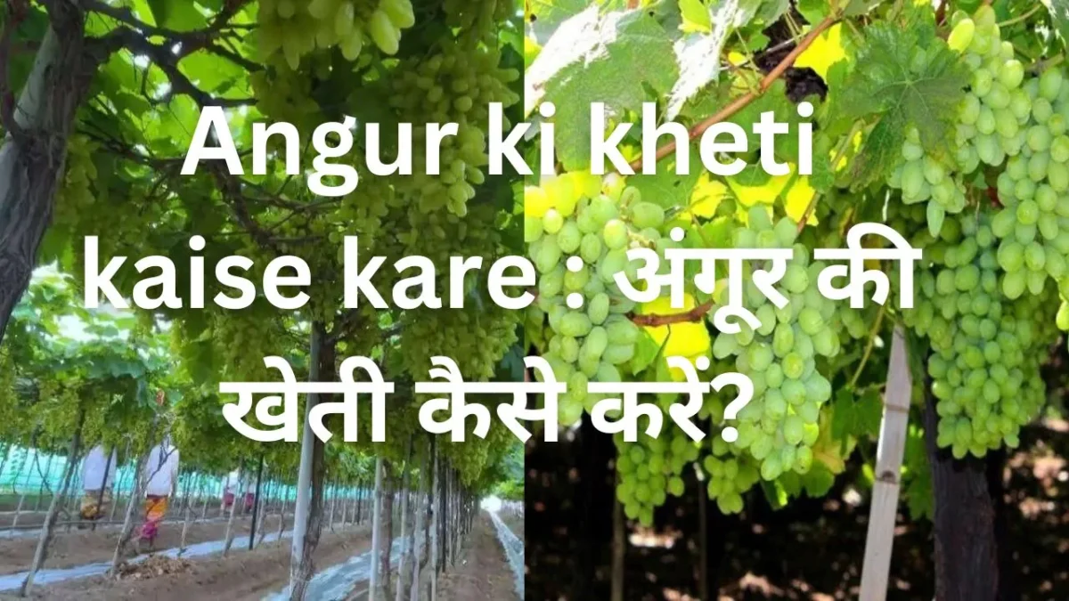 Angur ki kheti kaise kare : अंगूर की खेती कैसे करें अंगूर की किस्में और खेती का सही तरीका