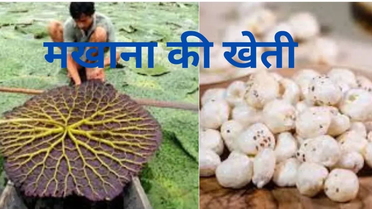 मखाना की खेती कैसे करें | Makhana Farming in Hindi | मखाने के पौधों की देखभाल