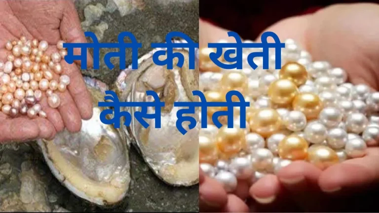 मोती की खेती कैसे होती है | Pearl Farming in Hindi | मोती की कीमत क्या है