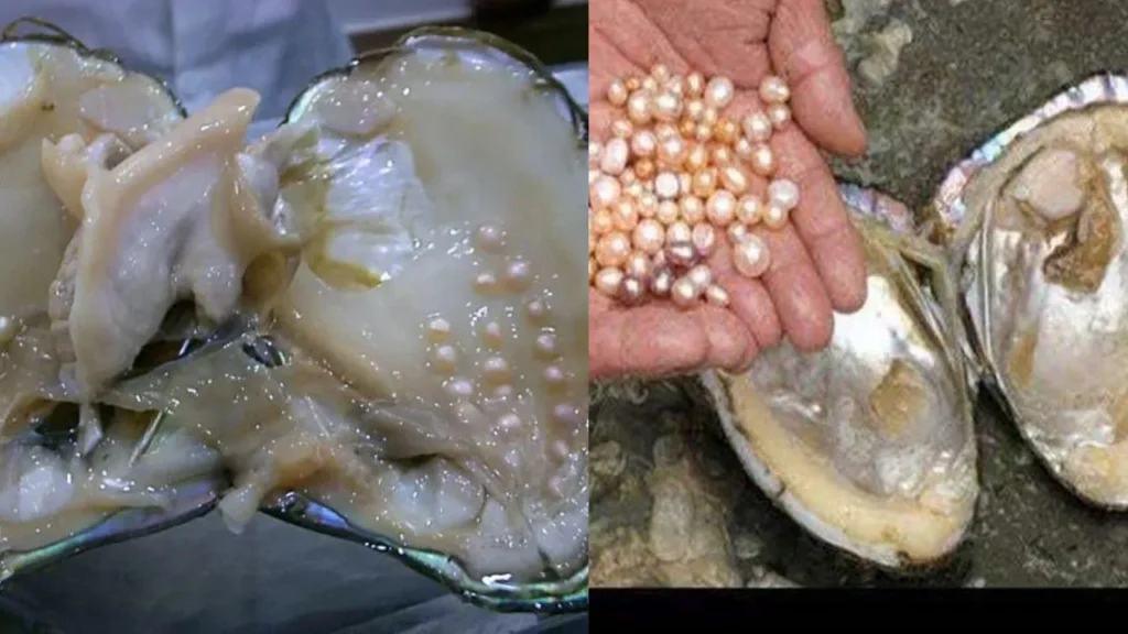 मोती की खेती कैसे होती है | Pearl Farming in Hindi | मोती की कीमत क्या है