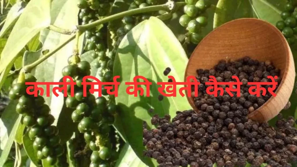 काली मिर्च की खेती कैसे करें [ तापमान, बुवाई, Profit] | Kali Mirch Ki Kheti Kaise Kare/ How to cultivate black pepper