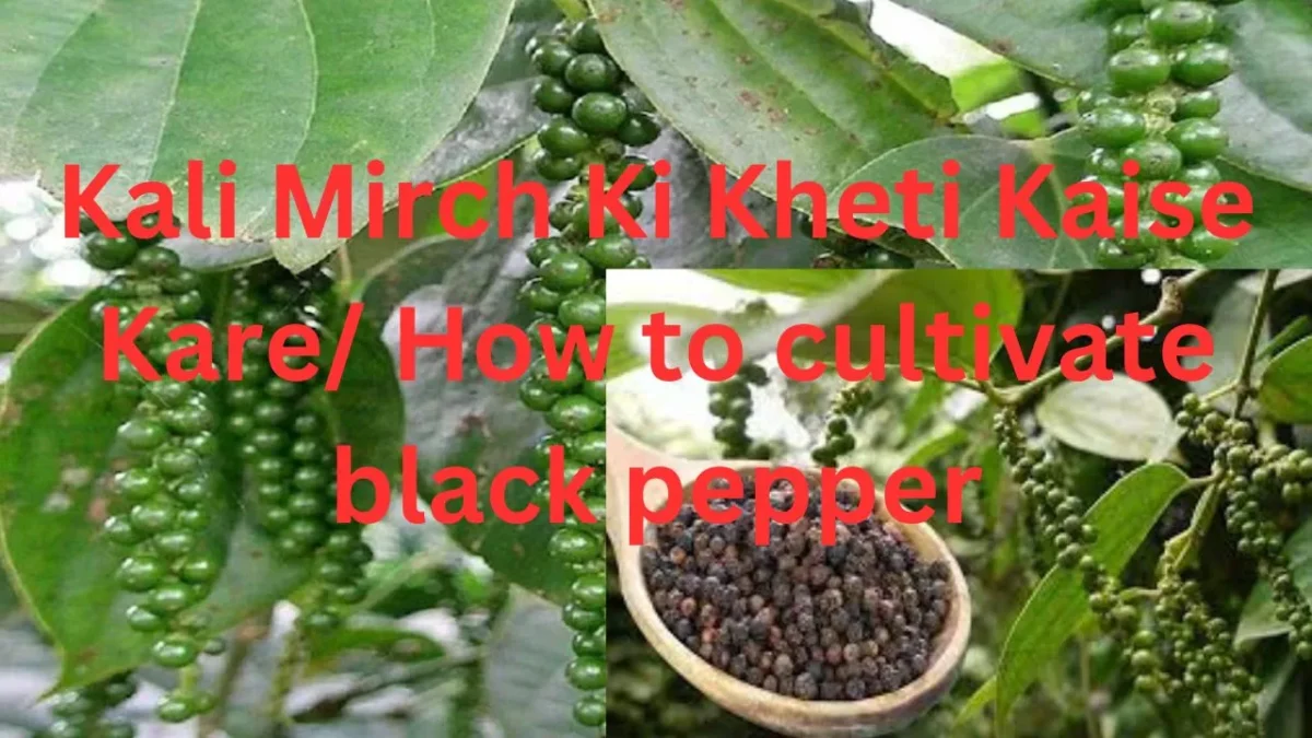 काली मिर्च की खेती कैसे करें [ तापमान, बुवाई, Profit] | Kali Mirch Ki Kheti Kaise Kare/ How to cultivate black pepper