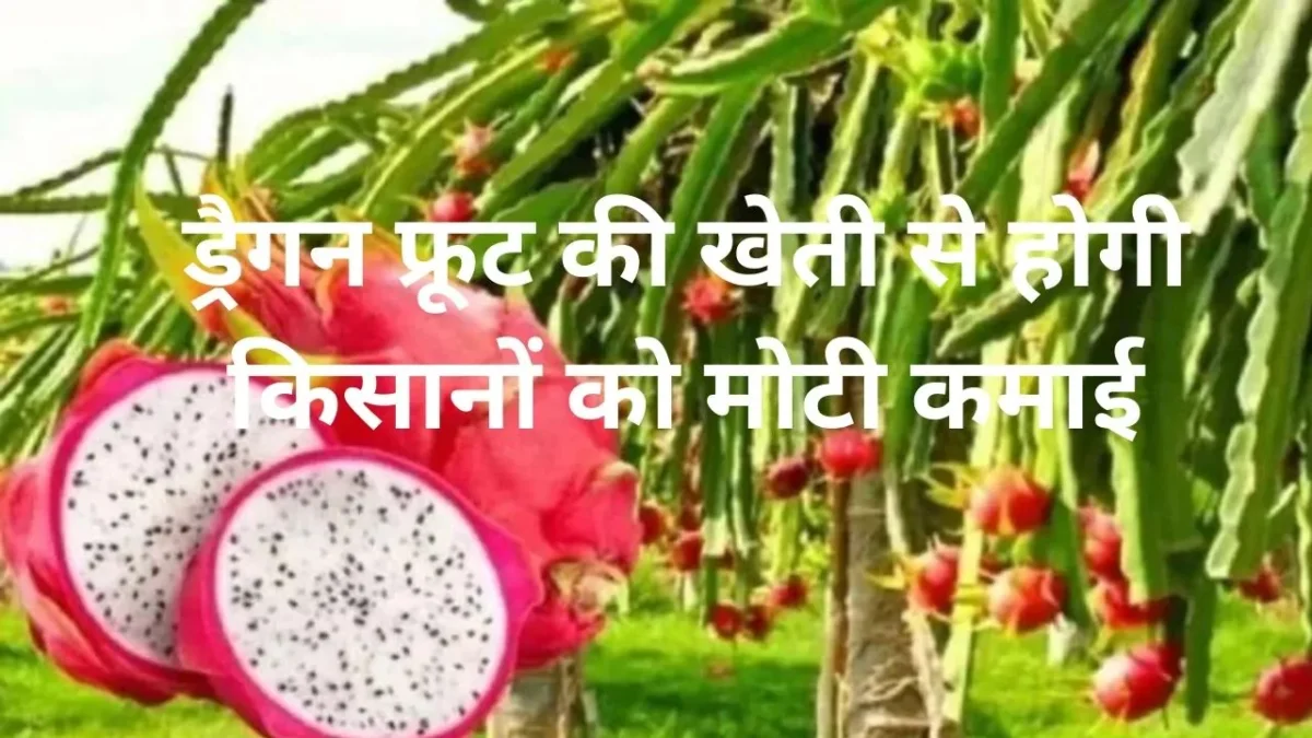 ड्रैगन फ्रूट की खेती से होगी किसानों को मोटी कमाई/Dragon fruit ki kheti full details in hindi