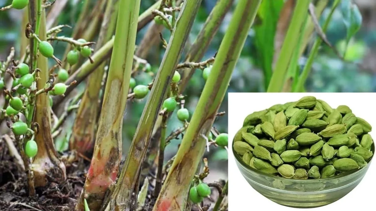 इलायची की खेती कैसे करें (Elaichi Ki Kheti Kaise Kare)/How to cultivate cardamom : इलायची की खेती से होगी लाखों की कमाई