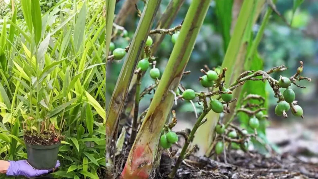इलायची की खेती कैसे करें (Elaichi Ki Kheti Kaise Kare)/How to cultivate cardamom : इलायची की खेती से होगी लाखों की कमाई