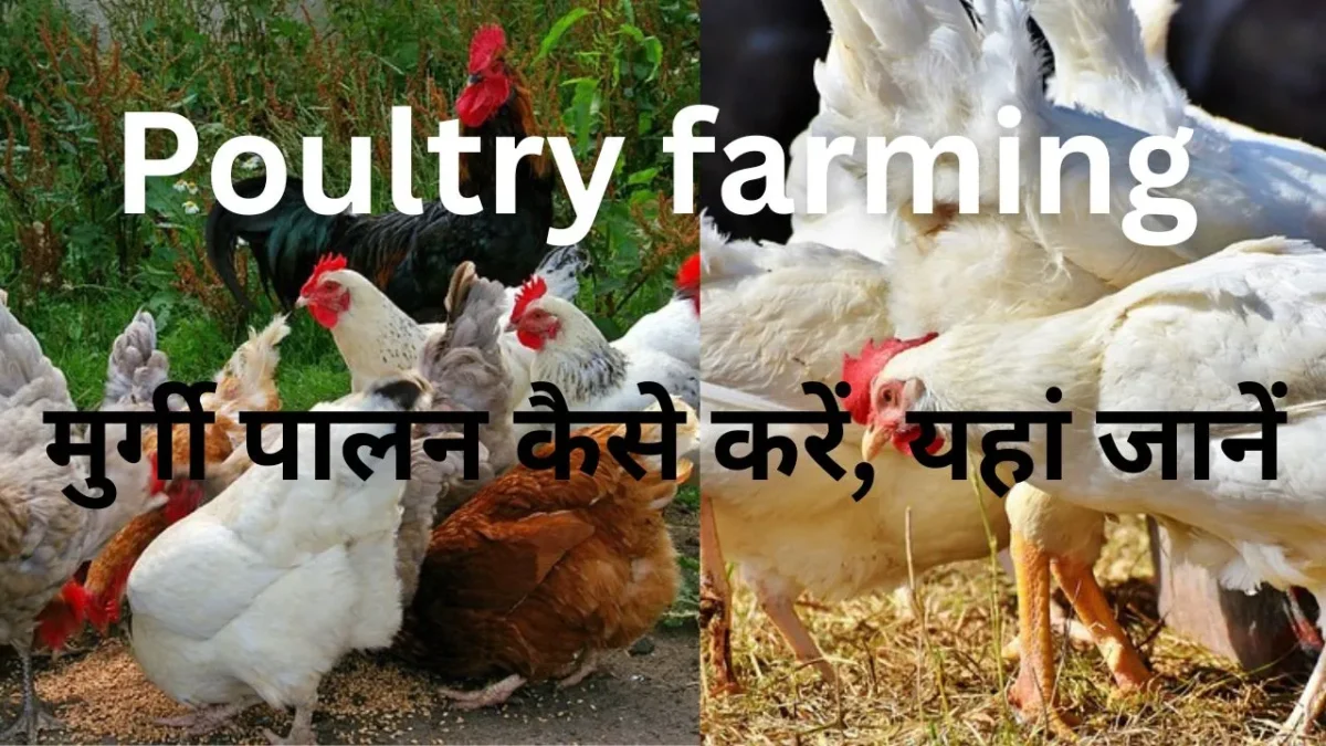 Poultry farming in Hindi मुर्गी पालन कैसे करें, यहां जानें