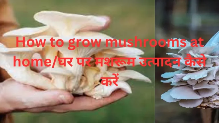 How to grow mushrooms at home