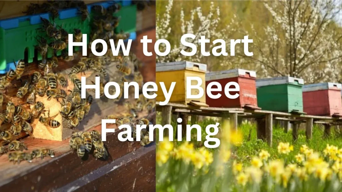 How to Start Honey Bee Farming/मधुमक्खी पालन की शुरुआत कैसे करें?