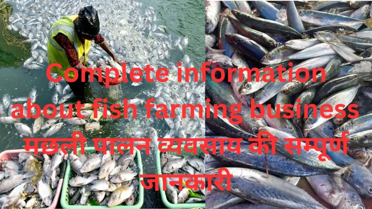 Complete information about fish farming business / मछली पालन व्यवसाय की सम्पूर्ण जानकारी