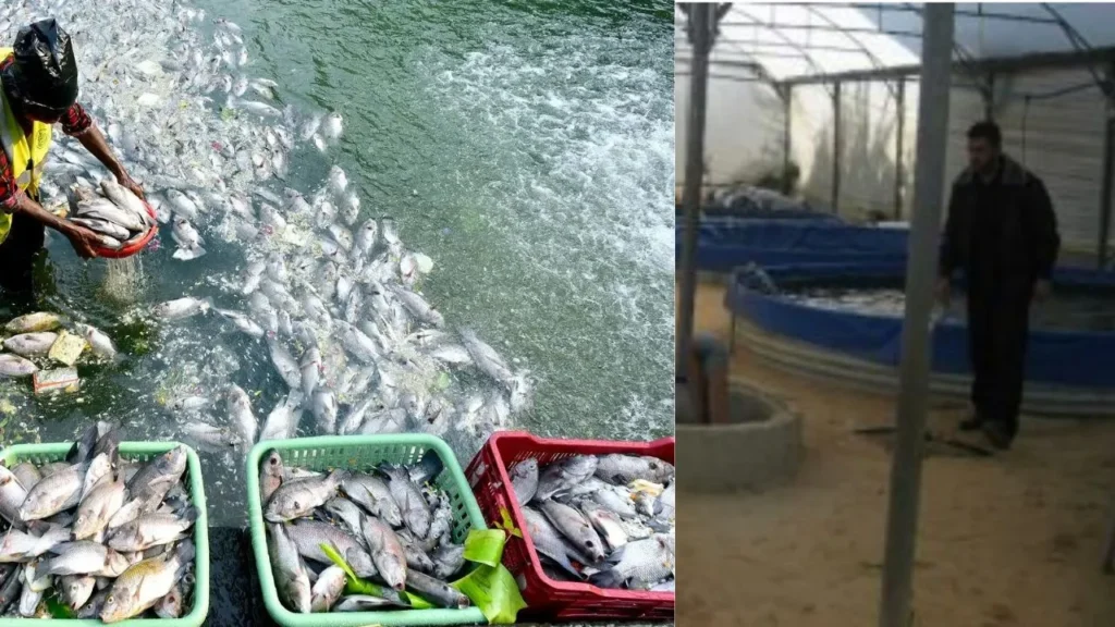 Complete information about fish farming business / मछली पालन व्यवसाय की सम्पूर्ण जानकारी