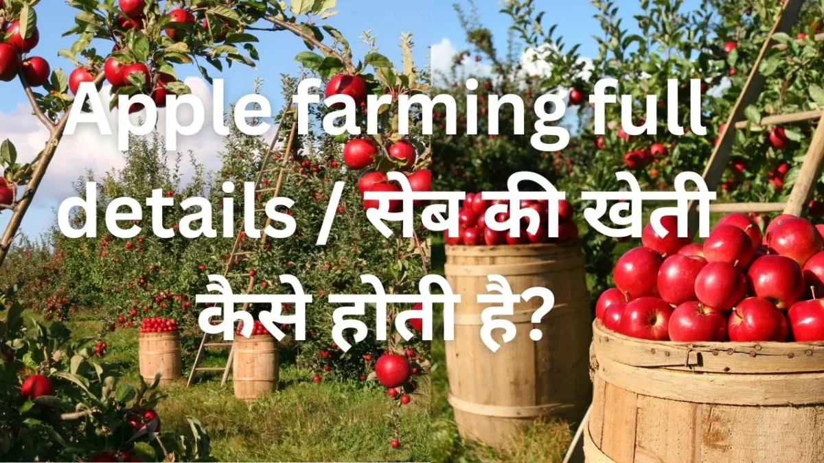 Apple farming full details / सेब की खेती कैसे होती है? जानें, सेब की उन्नत किस्में और खेती का तरीका