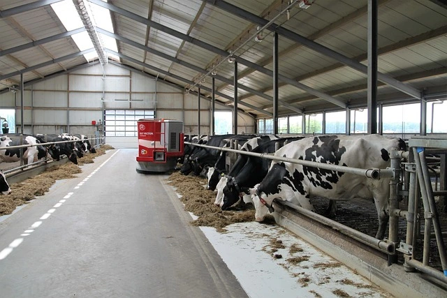Dairy farm business plan
