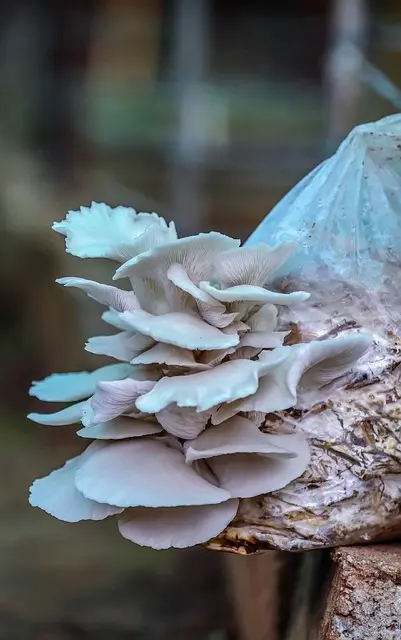 How to grow mushrooms at home/घर पर मशरूम उत्पादन कैसे करें