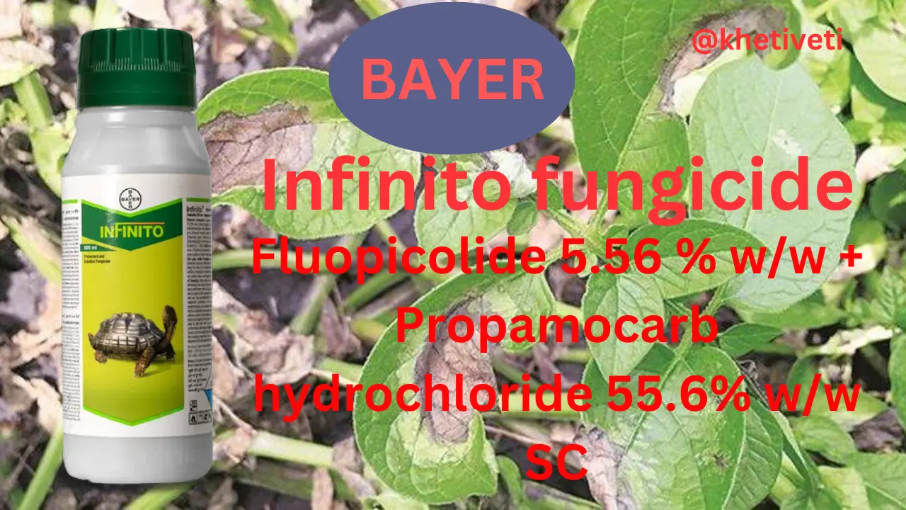 Bayer Infinito fungicide full details in Hindi