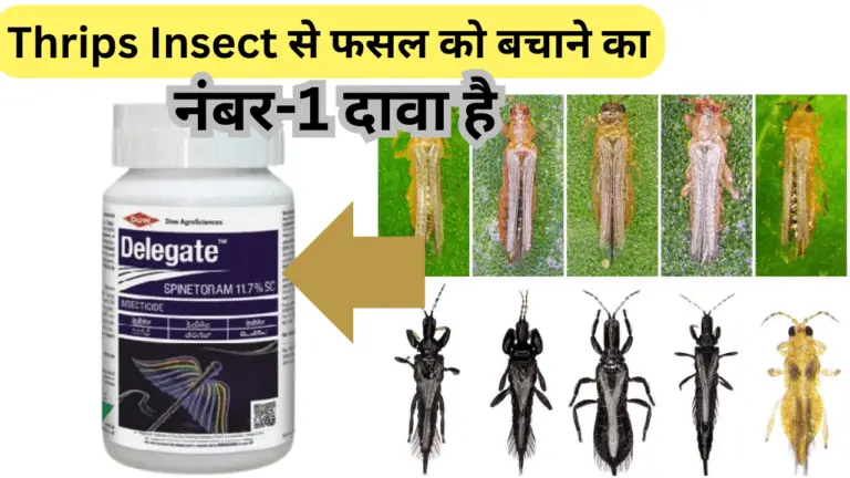 Delegate Insecticide full details / Thrips का No-1 दवा है Delegate Insecticide