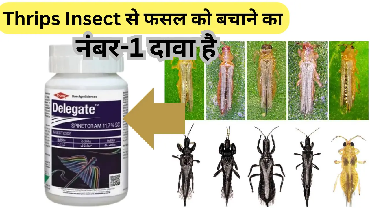 Delegate Insecticide full details / Thrips का No-1 दवा है Delegate Insecticide