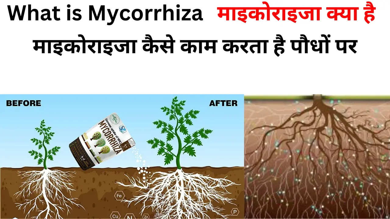 What is Mycorrhiza Importance of (mycorrhiza) : माइकोराइजा क्या है